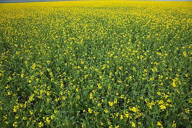 《超越善恶2》开发中 消息称育碧内部反馈良好